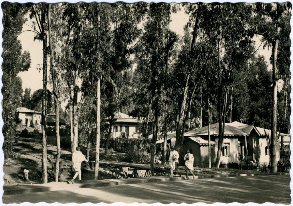 Addis Abeba- Nel bosco