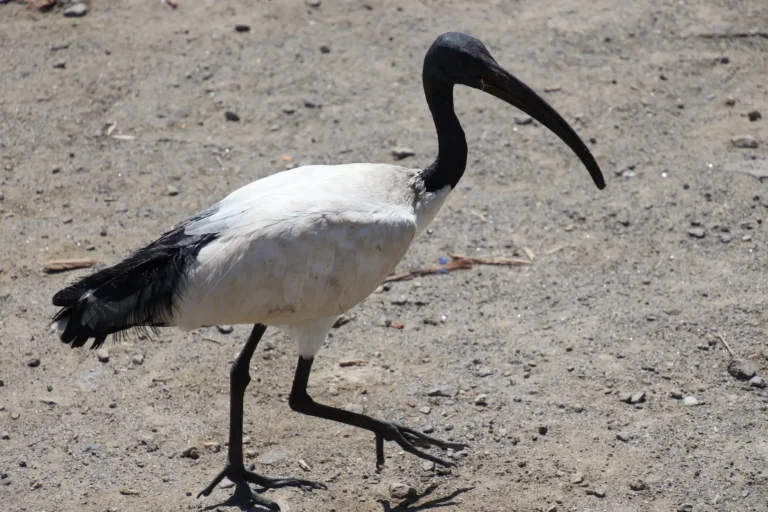 etiopia-vista-da-noi-11