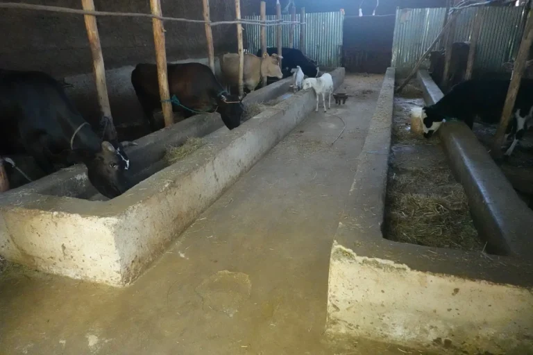mucca-shallala-10