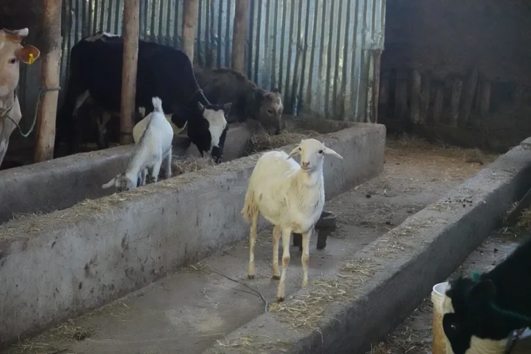 mucca-shallala-11