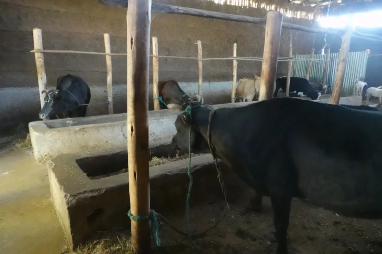mucca-shallala-12