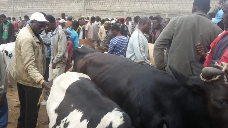 mucca-shallala-23