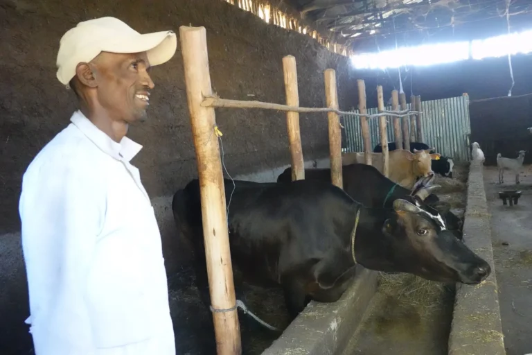 mucca-shallala-6