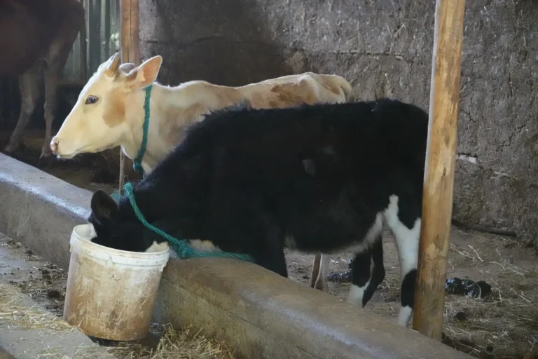 mucca-shallala-7