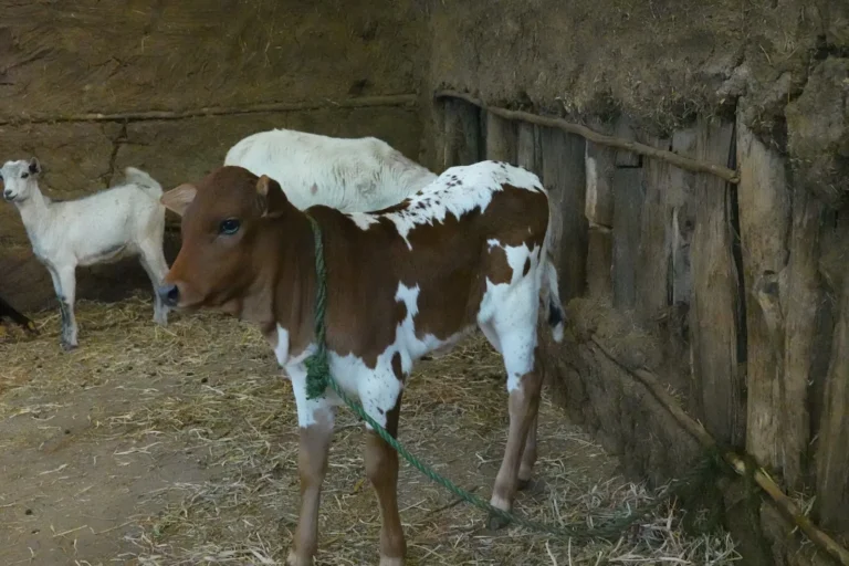 mucca-shallala-8