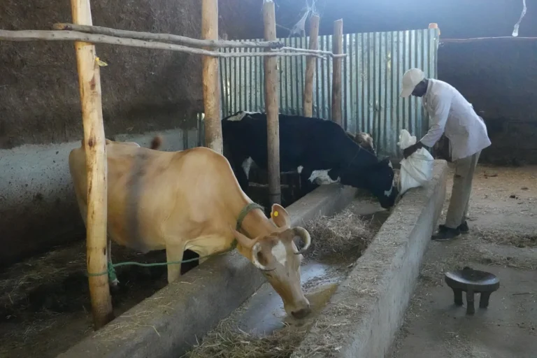 mucca-shallala-9